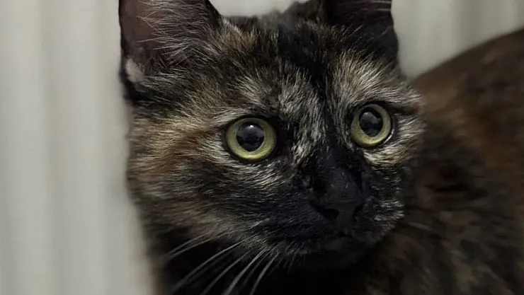 Cezve İsimli Kediyi Öldüren Sanığa 3 Yıl 8 Ay Hapis: Türkiye'de Hayvan Hakları İçin Emsal Karar