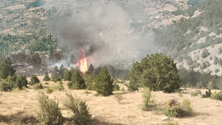 Çorum'da Korkutan Alevler: 620 Dönümlük Alan Kül Oldu