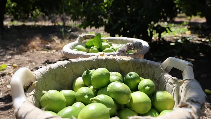 Çukurova'da Limon Hasadı Başladı: Bahçede Fiyatlar 20 TL'ye Yükseldi