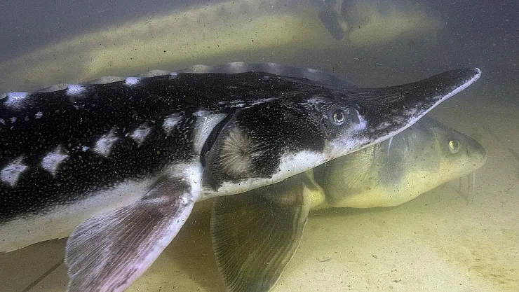 Cumhurbaşkanı Erdoğan'ın Eşinden Çevre Duyarlılığına Vurgu