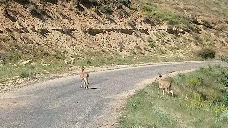 Dağ keçileri Yazıhan ilçesinde görüntülendi