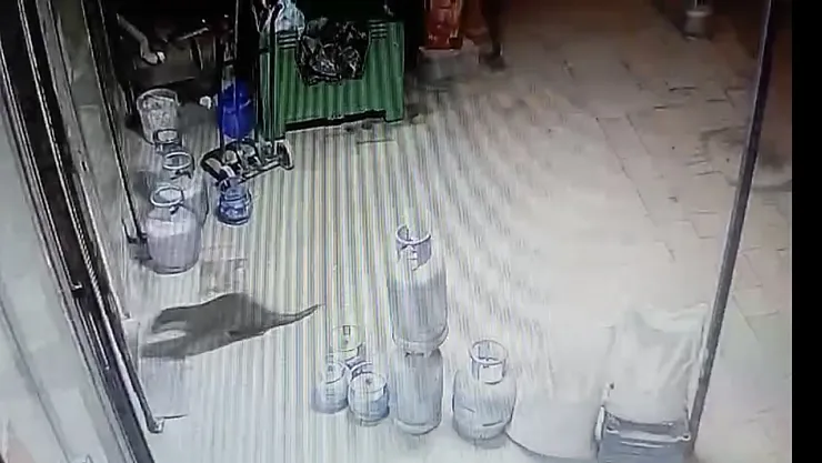 Dilek Mahallesi'nde Su Samuru Sürprizi