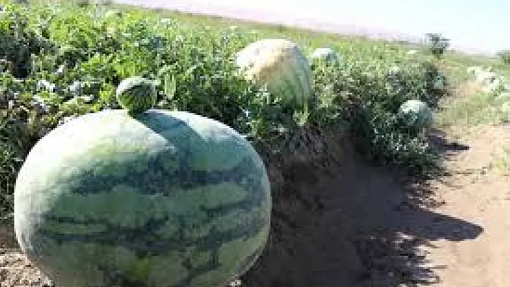 Diyarbakır'da Karpuz Heyecanı Başlıyor: Yarışmaya Günler Kaldı