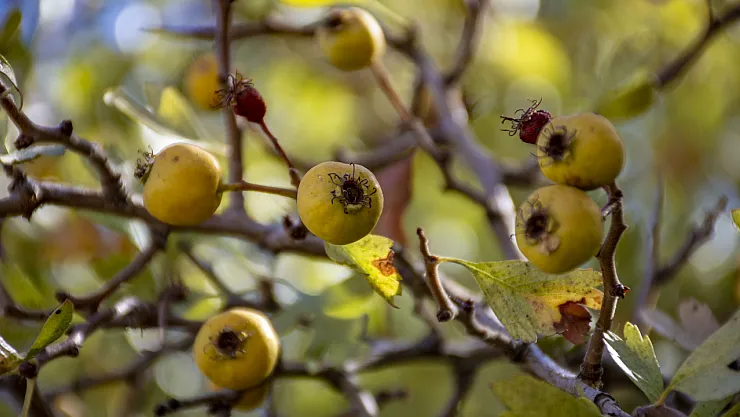 Diyarbakır'da Sonbahar Bereketi: Dağ Alıcı Tezgâhlarda Yerini Aldı