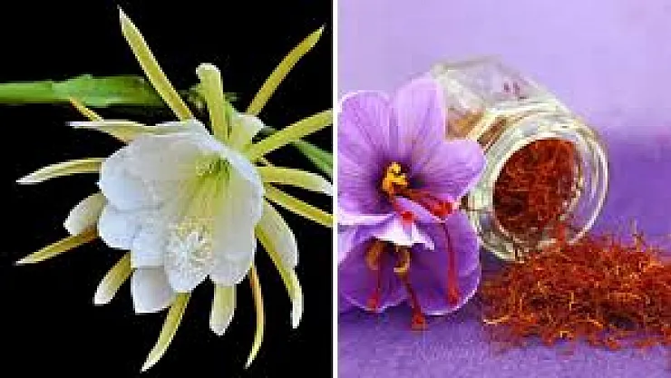 Doğanın En Pahalı Mücevherleri: Kaudupul'dan Juliet Gülüne Eşsiz Çiçekler