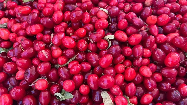 Doğanın Kırmızı Hazinesi Tezgahlarda Yerini Aldı