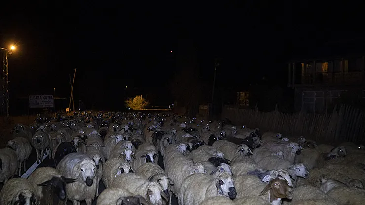 Doğanşehir'de İş Makinesi Küçükbaş Hayvan Sürüsüne Çarptı: 13 Hayvan Telef Oldu
