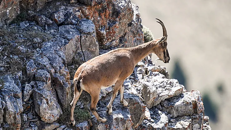 Doğanşehir'de Yaban Keçileri Dron Kamerasına Yansıdı