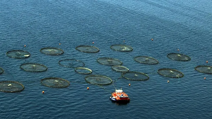 Su ürünleri ihracatı 69,8 milyon doları aştı