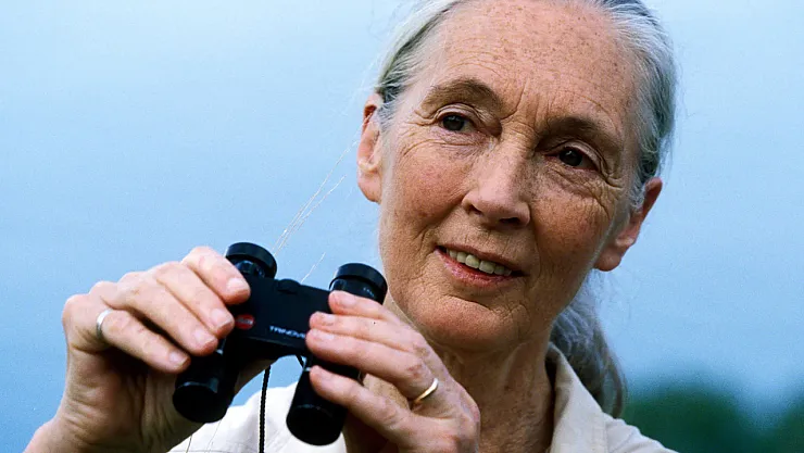 Dünya Onu Şempanzelerle Tanıdı: Bilim İnsanı Jane Goodall 91 Yaşında Hayatını Kaybetti