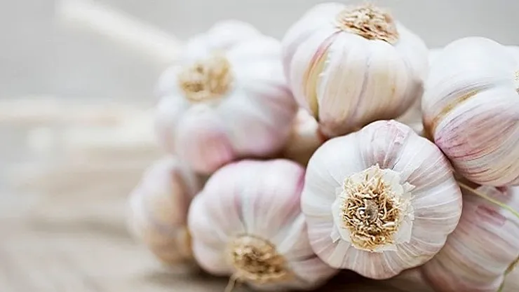 Dünya Sarımsak Piyasasında Dengeler Altüst: Çin'in Rekor Üretimi Avrupa'yı Zor Durumda Bıraktı