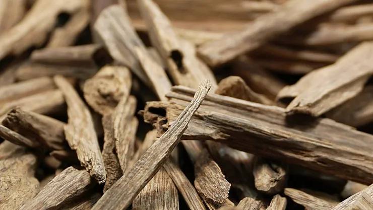 Dünyanın En Pahalı Ağacı: 10 Gramı 100 Bin Dolara Satılıyor