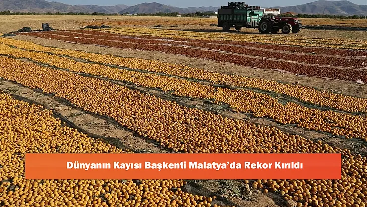 Dünyanın Kayısı Başkenti Malatya'da Bu Kez Düşüş Rekor Kırdı