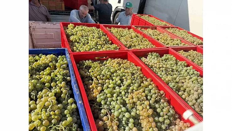 Elazığ'da Don Felaketi Üzümü Vurdu: Rekoltede Yüzde 80'e Varan Düşüş Üreticiyi Zorluyor
