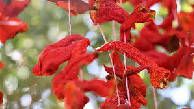 Elazığ'da Kış Hazırlıkları Başladı: Kofik Biberler Renkli Görüntüler Oluşturuyor