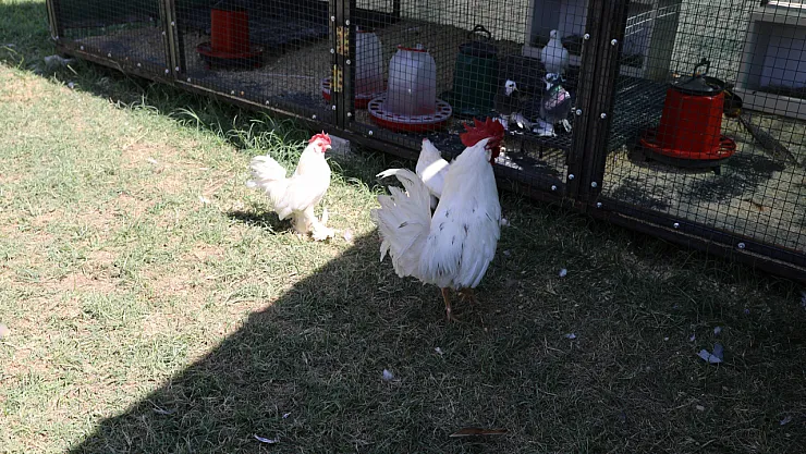 Engelli bireylere hayvan destekli rehabilitasyon