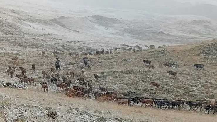 Erzurum Yaylalarına Erken Kar Yağdı: Çobanlar Zor Durumda Kaldı