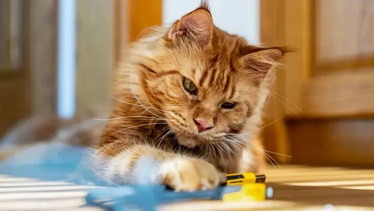 Evcil Hayvanların Beslenmesinde Görünmeyen Tehlike