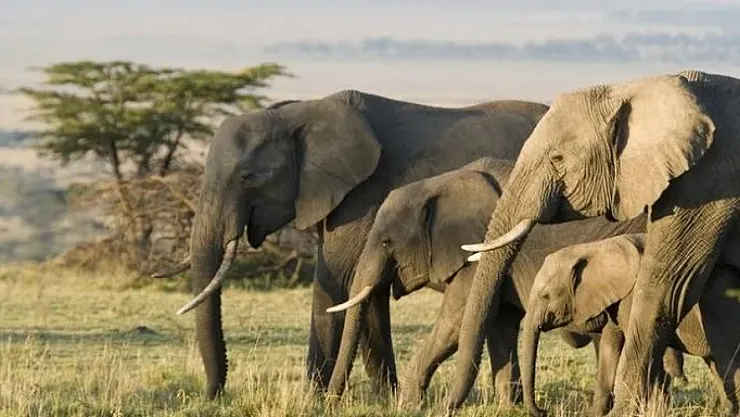 Filler insanlarla konuşuyor ama insanlar duymuyor!