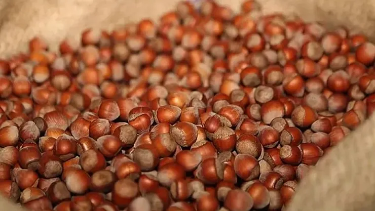 Fındık Fiyatları Yükseliyor: 2025 Hasadı ve TMO Beklentileri