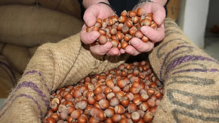 Fındık Üretiminde Ciddi Kayıp Fiyat Artışı Kapıda