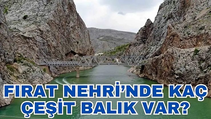 Fırat Nehri'nde Biyoçeşitlilik Alarmı: Balık Türleri Yarısından Fazla Azaldı
