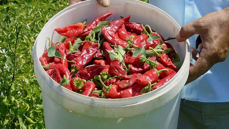 Gaziantep'in Kırmızı Altınında Rekolte Kaybı