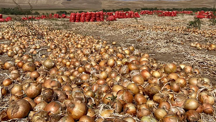 Gaziantep'te Soğan Krizi: Tarlada 3 TL, Tezgâhta 15 TL