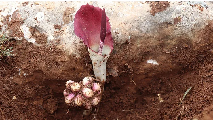 Geçmişin Katmanlarında Yolculuk