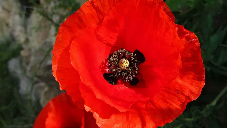 Gelincik Çiçeğinin Gizli Şifası: Ağrıdan Cilt Sağlığına Kadar Doğanın Eşsiz Hediyesi