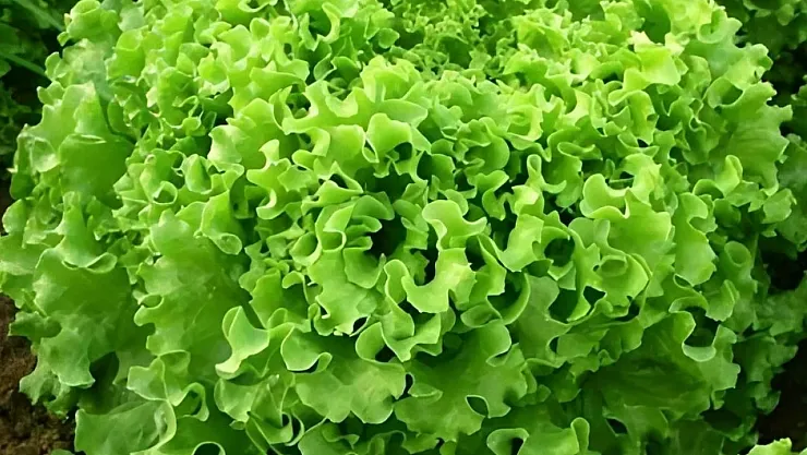 Gıda Fiyatlarında Şok Yükseliş: Kıvırcık Bir Ayda Yüzde 66 Zamlandı