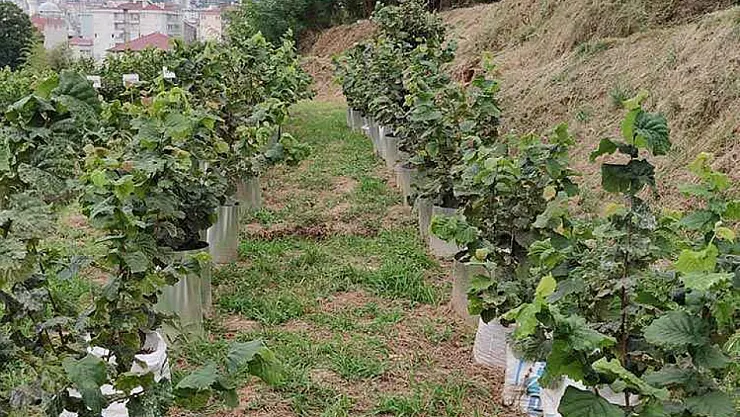 Giresun'da Fındık Bahçesinde Feci Olay: Yamaçtan Yuvarlanan Kadın Hayatını Kaybetti