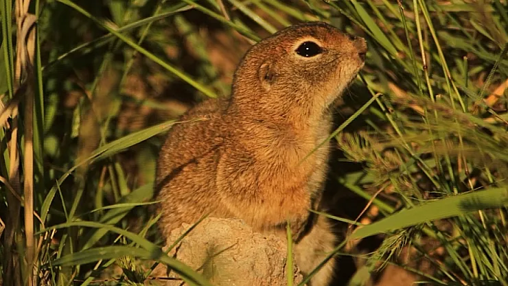 Günpınar Vadisi'nde Anadolu Yer Sincabı Görüntülendi