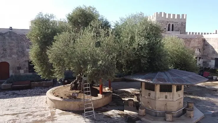 Hatay'da 1358 Yıllık Zeytin Ağacında Bereketli Hasat Başladı: Tarihi Cami Avlusunda Asırlık Miras