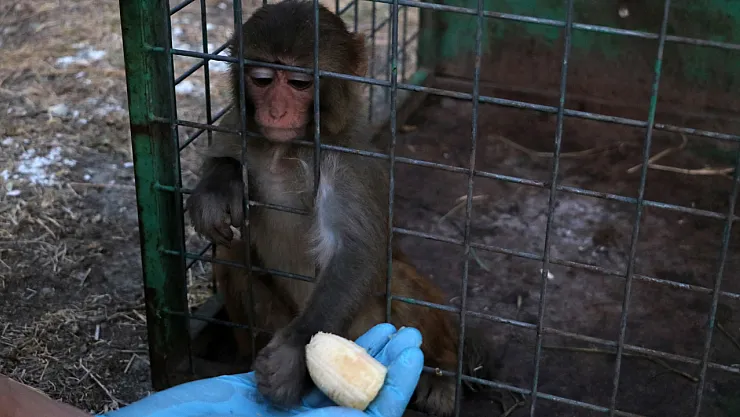 Hatay'da kaçak getirilen maymuna tokat tepkisi