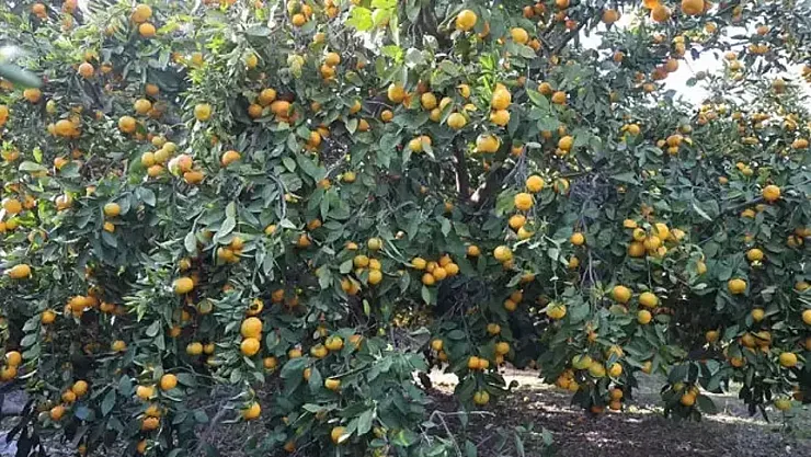 Hatay'da Mandalina Bereketi Krize Dönüştü! Fiyat 2 TL'ye Düştü, Tonlarca Ürün Bedava Dağıtıldı