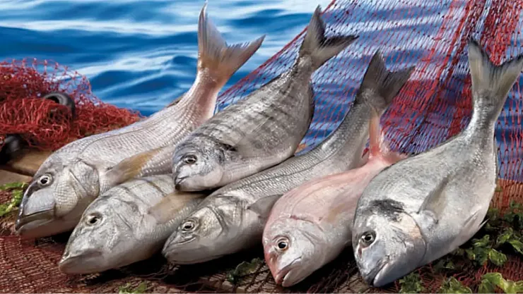 Hatay'ın Akdeniz'den Avrupa'ya uzanan ihracat başarısı: Arsuz'dan çıkan çupra ve levrekler milyonlara ulaşıyor