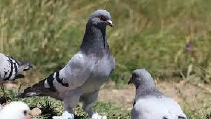 Hindistan'da Güvercin Beslemek Yasaklandı
