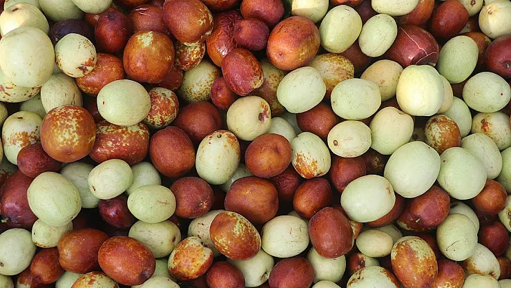 Hünnap Bereketi: Donlara Dayanıklı 'Ölümsüzlük Meyvesi' Üreticilerin Yüzünü Güldürdü