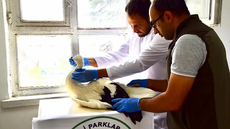 İlk uçuşunda yere çakılan yavru leylek, koruma altına alındı