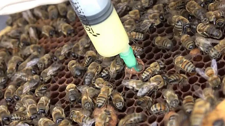 İneklerde kısırlığa arı sütü tedavisi