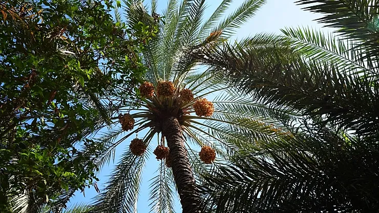 Irak'ta Hurma Hasadı Başladı: Diyala'dan Basra'ya Verimli Sezon