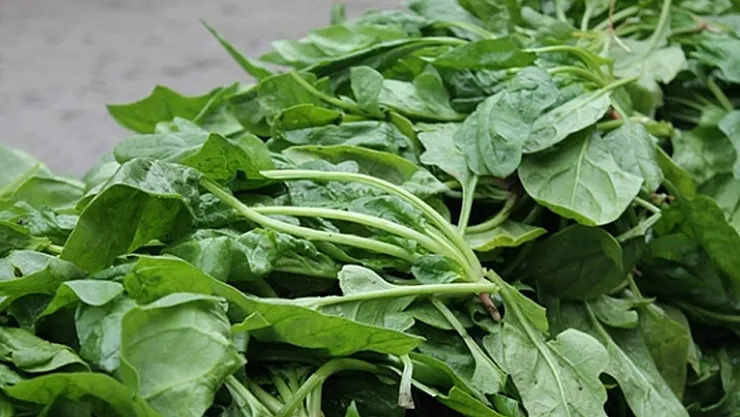 Ispanak Sanıp Yiyen Hastanelik Oluyor