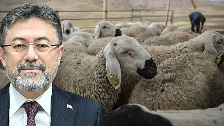 İşte Et ve Süt Kurumu'nun kurbanlık alım fiyatları!