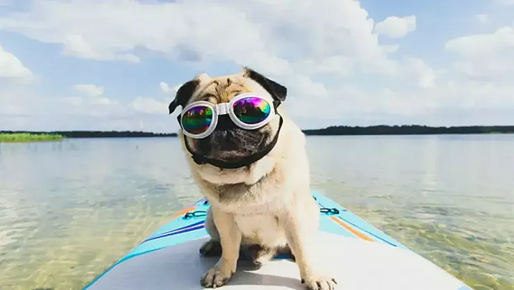 İtalya'nın Bolzano Kentinde Köpeklere Vergi Dönemi Başlıyor