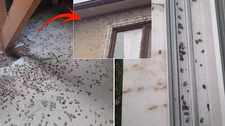 Kahverengi Kokarca Alarmı: Karadeniz'den Yola Çıkan İstilacı Böcek Türkiye'nin Tamamını Tehdit Ediyor