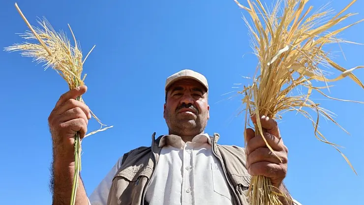 Karacadağ Pirincinde Hasat Sevinci: Bin Dönümde 250 Ton Verim Bekleniyor