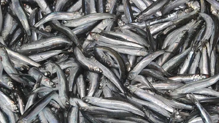 Karadeniz'de Hamsi Alarmı! Uzmanlar Uyardı