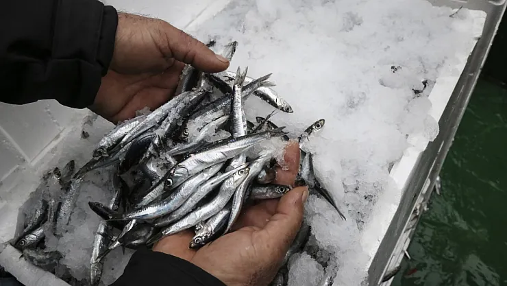 Karadeniz'de Hamsi Bereketi: Ordu'lu Balıkçılar Ağlarını Doldurdu