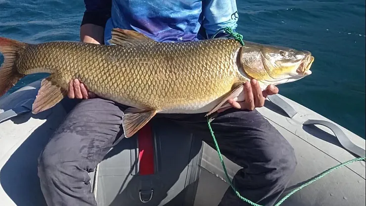 Karakaya Barajı'nda dev turna yakalandı